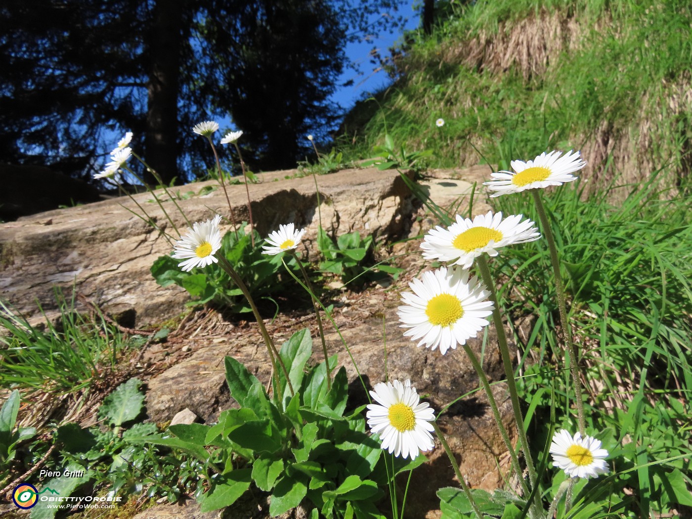 10 Bianche margherite d'Alpe.JPG